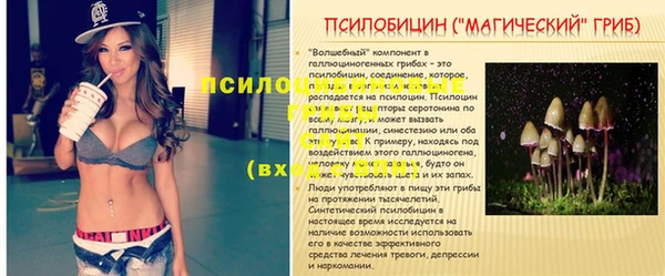 стаф Аркадак